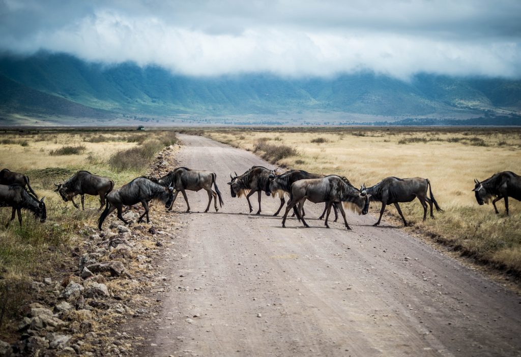 A herd of cattle walking down a dirt road

Description automatically generated